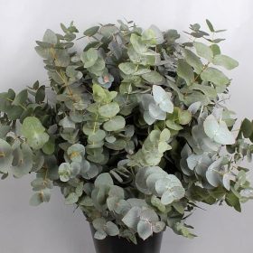 Eucalyptus cinerea - Eukaliptusz