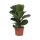 Ficus Bambino - Lantlevelű fikusz