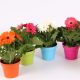 Gerbera Deco mix - Gerbera