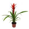 Guzmania Rana - Bromélia
