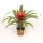 Guzmania Confetti