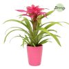 Guzmania Pink - Bromélia
