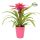 Guzmania Pink - Bromélia