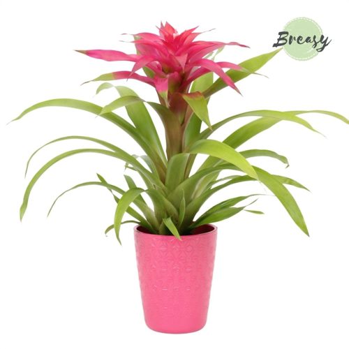 Guzmania Pink - Bromélia