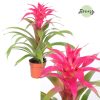 Guzmania Pink - Bromélia