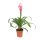 Guzmania Candy - Bromélika
