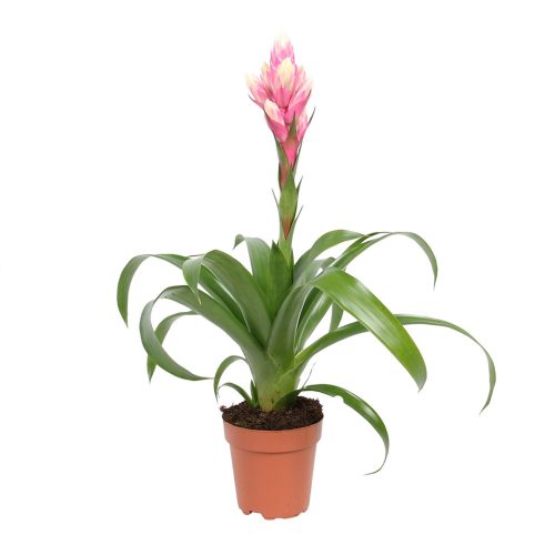 Guzmania Candy - Bromélika