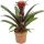 Guzmania Francesca - Bromélia