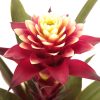 Guzmania Francesca - Bromélia