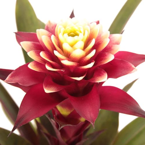 Guzmania Francesca - Bromélia