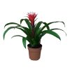 Guzmania El Cope - Guzmánia (bromélia)