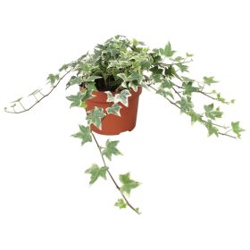 Hedera Eva midi 