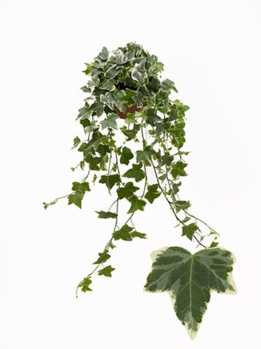 Hedera Eva midi 