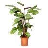 Ctenanthe Green Flag - Kalatea