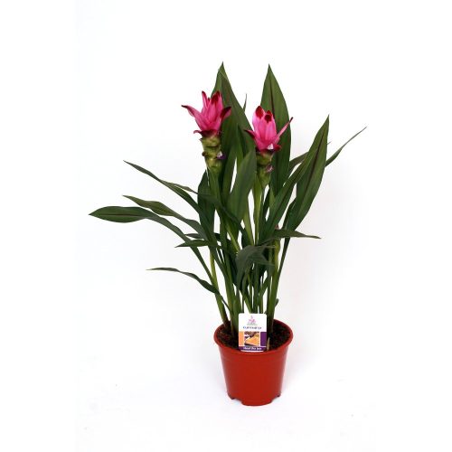 Curcuma Al Siam Splash - Kurkuma