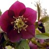 Helleborus - Hunyor