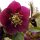 Helleborus - Hunyor
