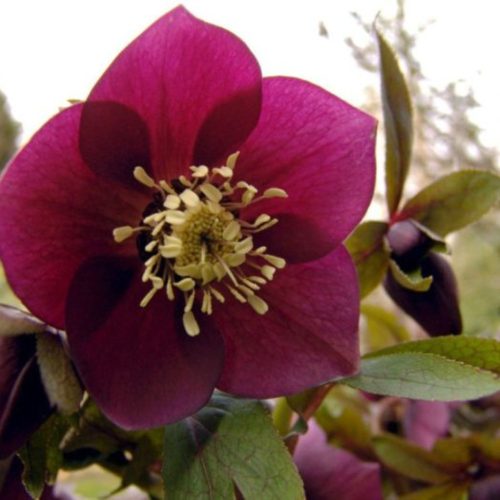 Helleborus - Hunyor