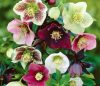 Helleborus - Hunyor