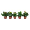 Kalanchoe Calendiva midi - Korallvirág