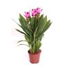 Curcuma Al Siam Splash - Kurkuma