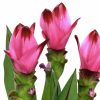 Curcuma Al Siam Splash - Kurkuma