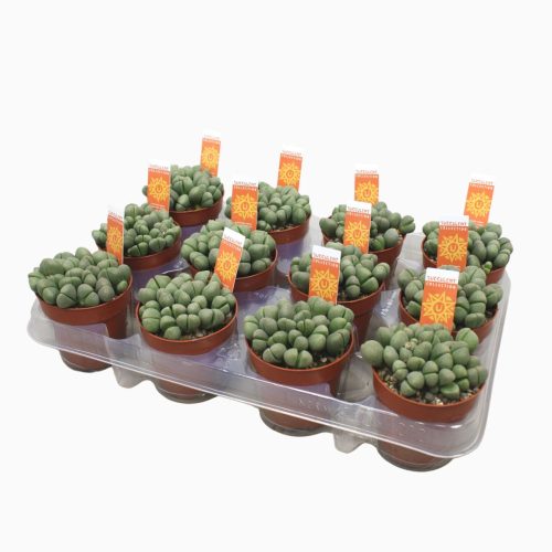 Lithops