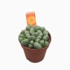 Lithops