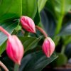 Medinilla - Pompás medinilla