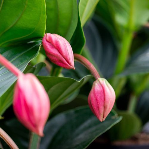 Medinilla - Pompás medinilla