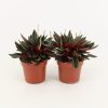 Peperomia 'Rosso' - Törpebors