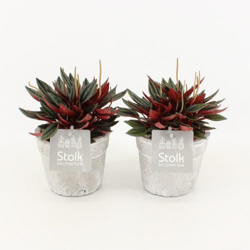 Peperomia 'Rosso' - Törpebors