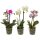 Phalaenopsis Multi  - Orchidea