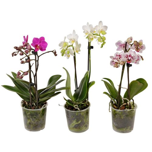 Phalaenopsis Multi  - Orchidea