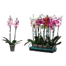 Phalaenopsis mix  - Orchidea (2 ágas Bonito)