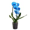 Phalaenopsis - Orchidea (kék)