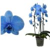 Phalaenopsis - Orchidea (kék)