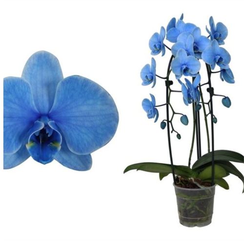 Phalaenopsis - Orchidea (kék)