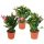 Schlumbergera mix - Karácsonyi kaktusz