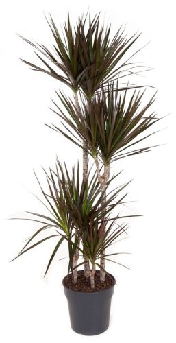 Dracaena Marginata Magenta - Tarka sárkányfa  3 Törzses