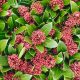 Skimmia Japonica -  Japán dérbabér
