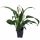 Spathiphyllum Quattro - Vitorlavirág