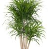 Dracaena Reflexa Anita - Sárkányfa