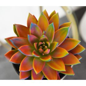 Echeveria - Amerikai kövirózsa