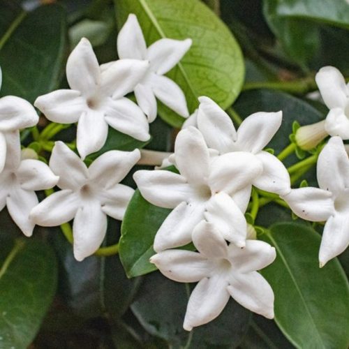Stephanotis - Madagaszkári jázmin -Koszorúfutóka 
