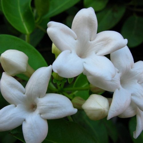 Stephanotis - Madagaszkári jázmin -Koszorúfutóka 