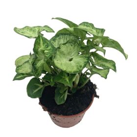 Syngonium podophyllum - Nyíllevél