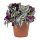 Tradescantia Zebrina - Zebrapletyka