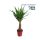 Yucca 'maya' - Jukka pálma 