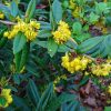 Berberis julianae - Júlia borbolya